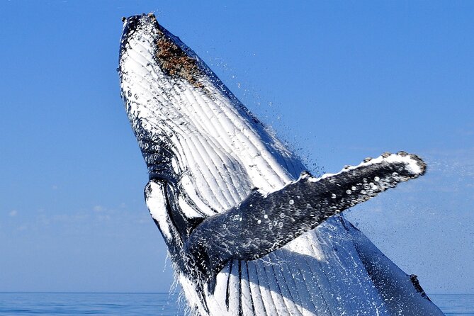2 hour whale watching experience departing Hillarys Boat Harbour - Key things to know before you go