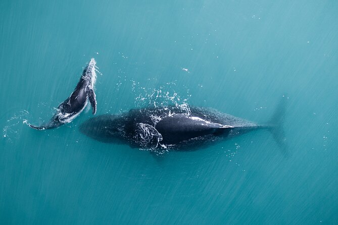 2 hour whale watching experience departing Hillarys Boat Harbour - Air-conditioned comfort and the three-deck viewing setup