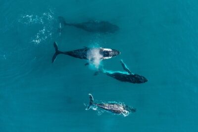 2 hour whale watching experience departing Hillarys Boat Harbour - Getting aboard at the Rottnest Fast Ferries shop (and why that matters)