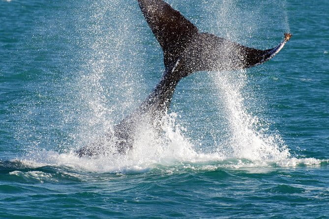 2 hour whale watching experience departing Hillarys Boat Harbour - The hunt for humpbacks: what the captain and crew are trying to do