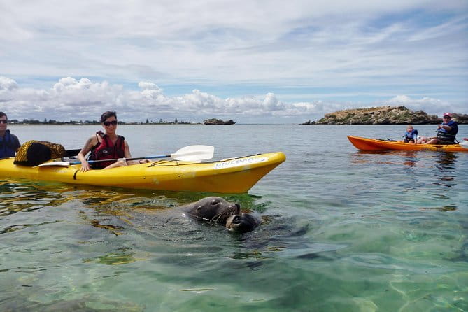 2 hour whale watching experience departing Hillarys Boat Harbour - Photos and close-up moments: how to get the best shots