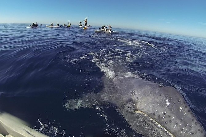 2 Hour Whale Watching Kayak Tour for Two - Key things to know before you paddle