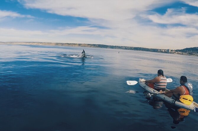 2 Hour Whale Watching Kayak Tour for Two - Check-in at La Jolla’s waterfront: what happens before you ever hit the water