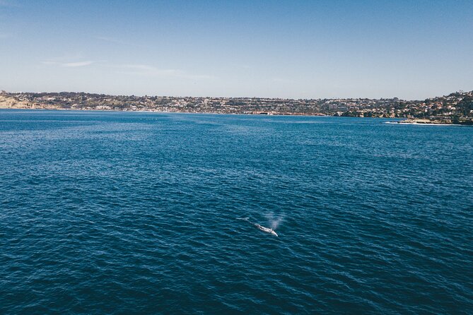 2 Hour Whale Watching Kayak Tour for Two - What you’ll see if the whales don’t show up