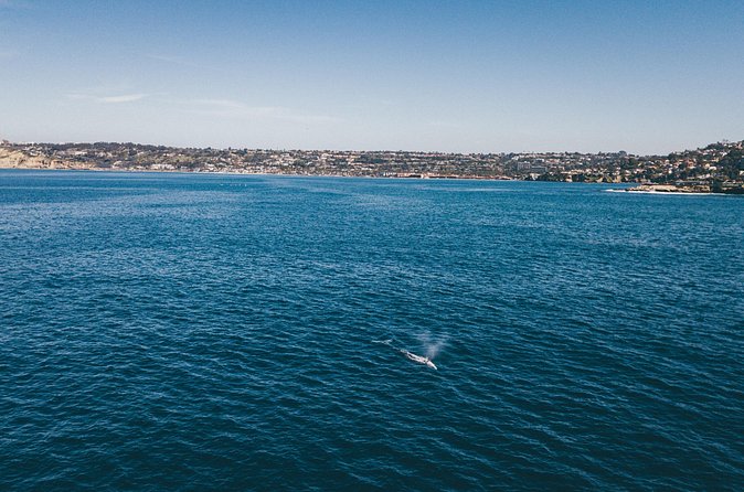 2 Hour Whale Watching Kayak Tour for Two - Tour pace and comfort: how the two hours actually feel