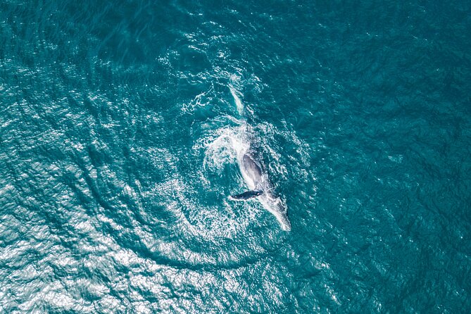 2 Hour Whale Watching Kayak Tour for Two - Who should book this La Jolla kayak whale-watching tour?