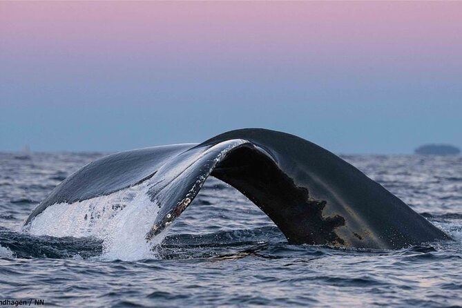 24hr Northern Lights & Whale Watching Cruise - Overnight aboard: cabins, crew, and how to stay comfortable in the cold