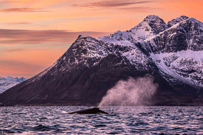 24hr Northern Lights & Whale Watching Cruise - Stop 2 Skjervøya: waking up near whales (and the whale-watching payoff)