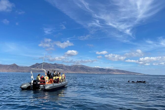 2h Dolphin and Whale Viewing + Snorkeling Tour - Key things to know before you go