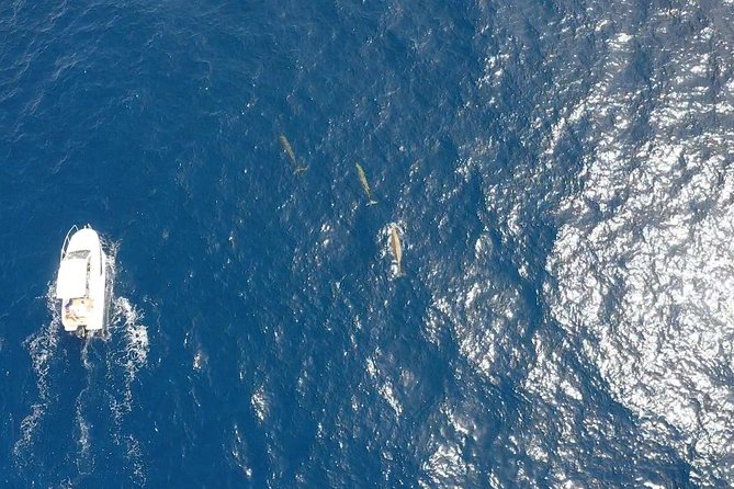 2h Dolphin and Whale Viewing + Snorkeling Tour - The 30-Minute Snorkeling Stop: Fish, Seabed, and Practical Limits