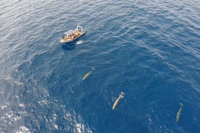 2h Dolphin and Whale Viewing + Snorkeling Tour - Crew, Music, and Small-Group Energy That Feels Human