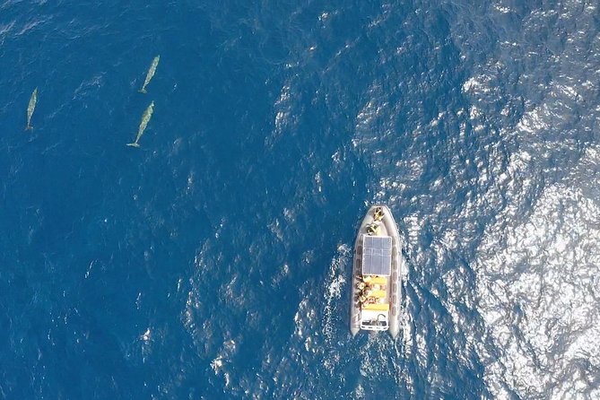 2h Dolphin and Whale Viewing + Snorkeling Tour - Price and Value: Is $62.88 Actually a Good Deal?