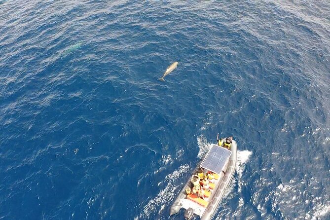 2h Dolphin and Whale Viewing + Snorkeling Tour - Best Fit for You: Who Should Book This Tour?