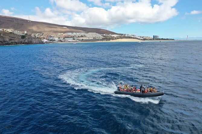 2h Dolphin and Whale Viewing + Snorkeling Tour - Dolphin and Whale Spotting: How the Hunting Works at Sea