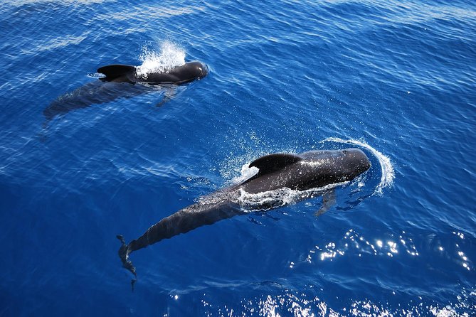 2h Viking Cruise Whales & Dolphins Watching - Viking Ragnarok in Tenerife: Great value for a short wildlife cruise
