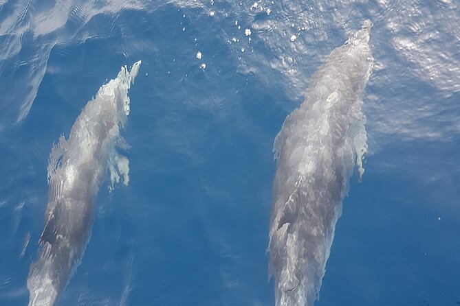 3-hour excursion to Puerto Colón Adeje to see whales - Key Highlights at a Glance