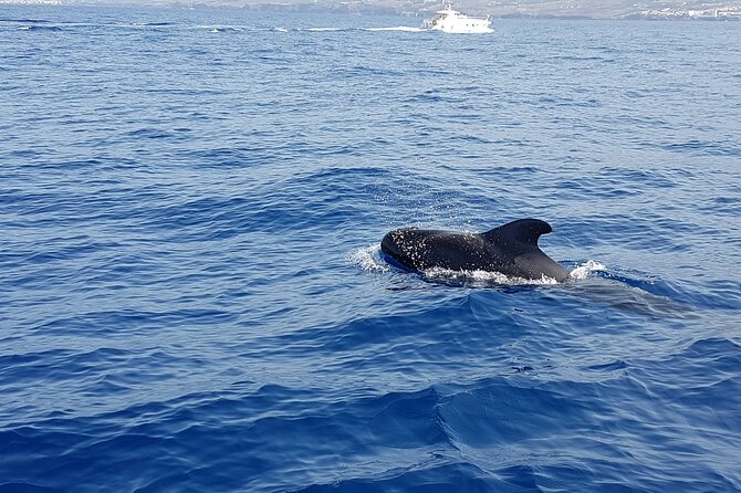 3-hour excursion to Puerto Colón Adeje to see whales - The Small Cove Snorkel Break: Masks, Snorkels, and Fish
