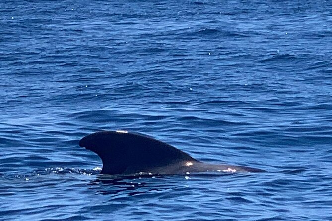3-hour excursion to Puerto Colón Adeje to see whales - Snacks and Onboard Guidance: Why the Crew Makes It Worth It