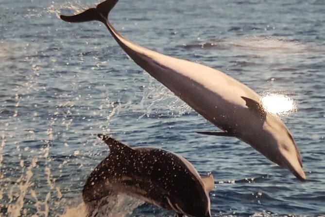 3-hour excursion to Puerto Colón Adeje to see whales - Price and Value: Is It Worth About $51.66?