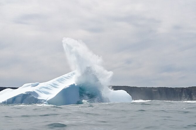 3 Hour Ocean Safari by Zodiac Boat -Whales & Icebergs seasonally - Key highlights worth planning for