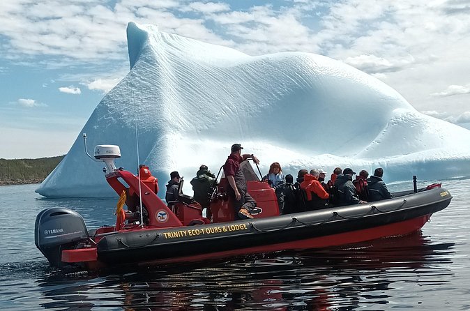 3 Hour Ocean Safari by Zodiac Boat -Whales & Icebergs seasonally - Trinity Eco-Tours and Lodge waters: what you might see from the zodiac
