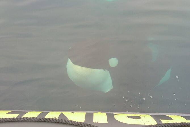 3 Hour Ocean Safari by Zodiac Boat -Whales & Icebergs seasonally - Timing, seasonality, and managing expectations