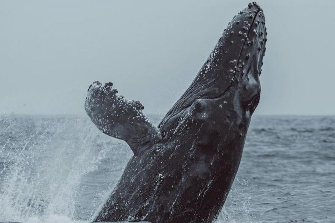 3-Hour Whale Watching Tour from Monterey - What the naturalist actually does while you’re out there