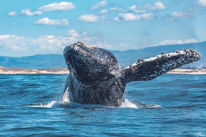 3-Hour Whale Watching Tour from Monterey - The itinerary time window: when the best sightings happen