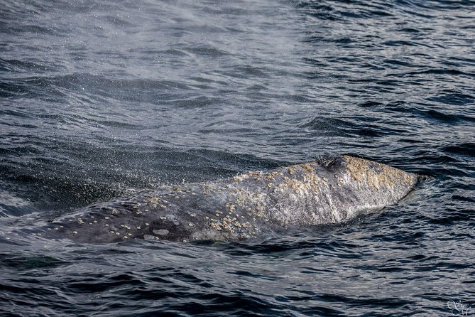 3-Hour Whale Watching Tour from Monterey - Comfort tips for Monterey Bay waves and cool wind