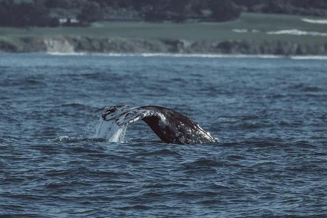 3-Hour Whale Watching Tour from Monterey - Coffee/tea, no-frills expectations, and what to pack