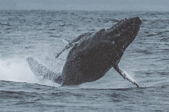 3-Hour Whale Watching Tour from Monterey - Finding your way to Fisherman’s Wharf at 10:00 a.m.
