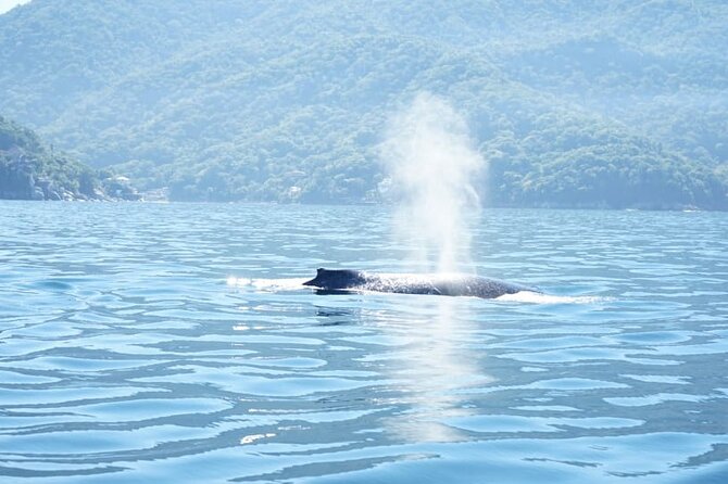3 Hours of Whale Watching in Puerto Vallarta - Key Points at a Glance