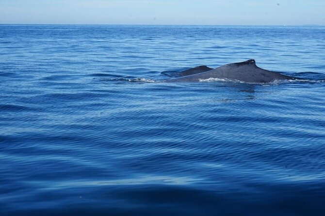 3 Hours of Whale Watching in Puerto Vallarta - Whale Watching in Puerto Vallarta: What You’re Really Buying