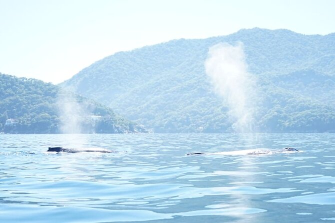 3 Hours of Whale Watching in Puerto Vallarta - Los Arcos Views and a Possible Beach Break
