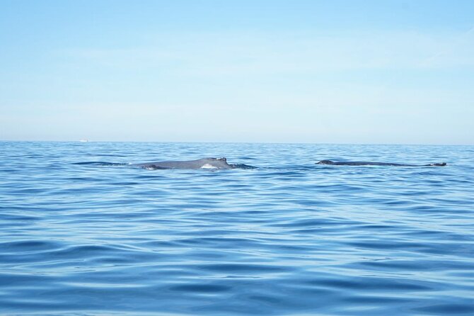 3 Hours of Whale Watching in Puerto Vallarta - From Los Peines (Isla Iguana) to the Marina Run-Up