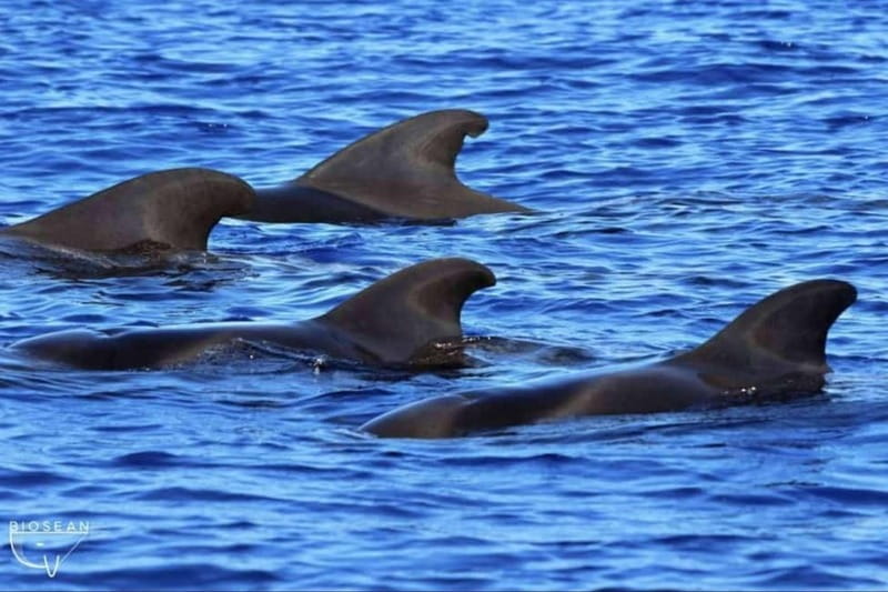 3h Whale Watching Private tour Beneteau Oceanis 440 - Itinerary breakdown: 3 hours, but not rushed