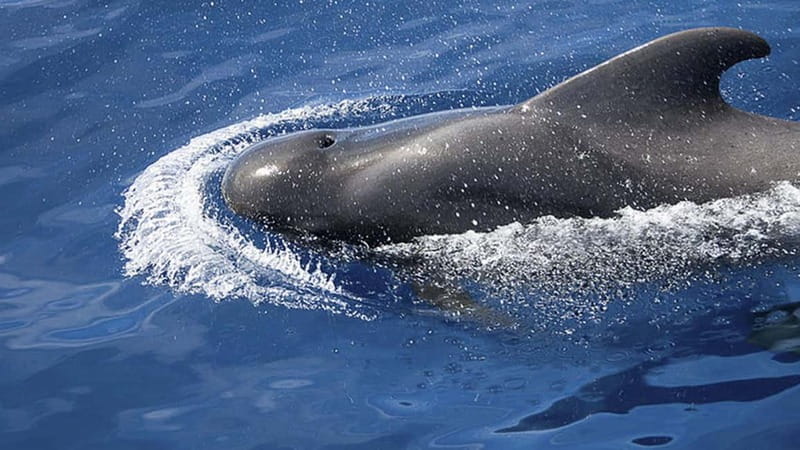 3h Whale Watching Private tour Beneteau Oceanis 440 - Who this tour suits best (and who should consider alternatives)