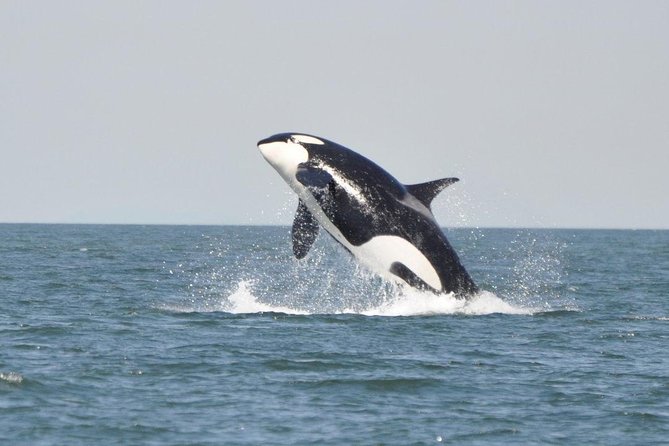 4 Hour Afternoon Whale Watching Tour - Safety and Comfort Setup: How This Trip Keeps You Ready