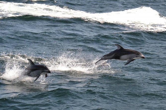 4 Hour Afternoon Whale Watching Tour - Where You Meet: Campbell River Start Point and Getting There