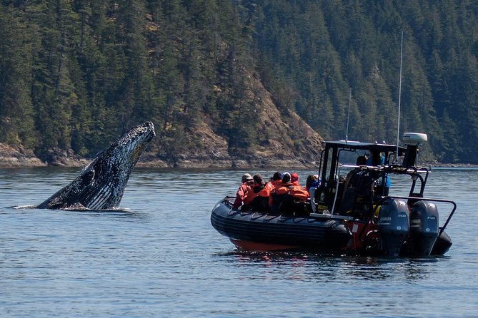 4 Hour Afternoon Whale Watching Tour - What You Can Expect to See: Orcas, Humpbacks, and More Possibilities