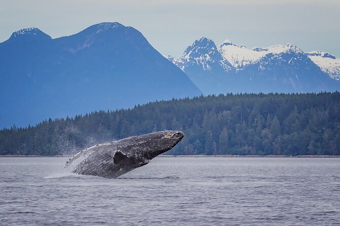 4 Hour Morning Whale Watching Tour - Price and Value: What $174.06 Really Buys You