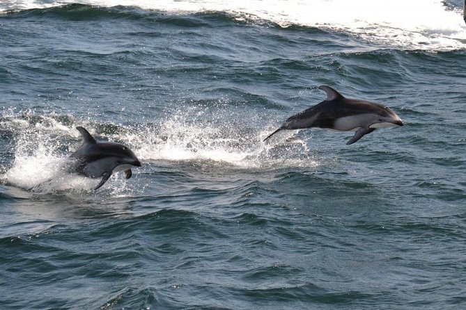 4 Hour Morning Whale Watching Tour - The Guide Factor: Why Jenn’s Approach Matters