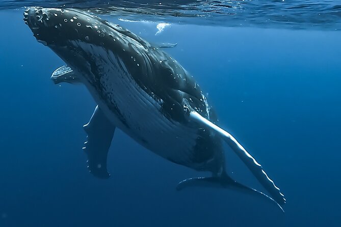 4 Hour Private Humpback Whales Encounter in Moorea - Key highlights before you go