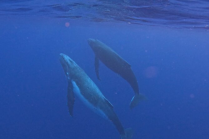 4 Hour Private Humpback Whales Encounter in Moorea - The private format: up to 6 people, fewer tradeoffs