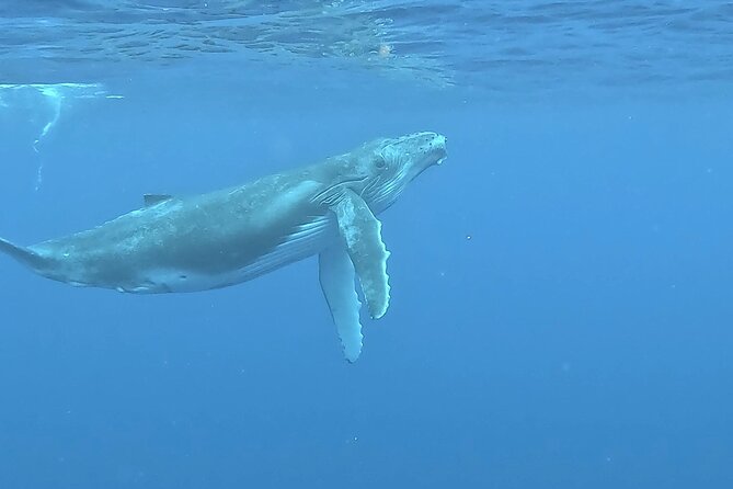 4 Hour Private Humpback Whales Encounter in Moorea - Pricing and value: private whale time costs more, but you’re buying control