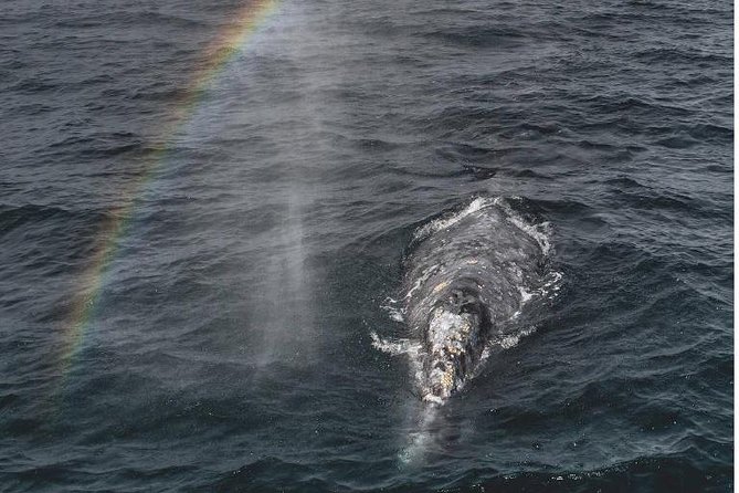 4 Hour Whale Watching Tour From Monterey - Quick hits from this Monterey whale-watching tour