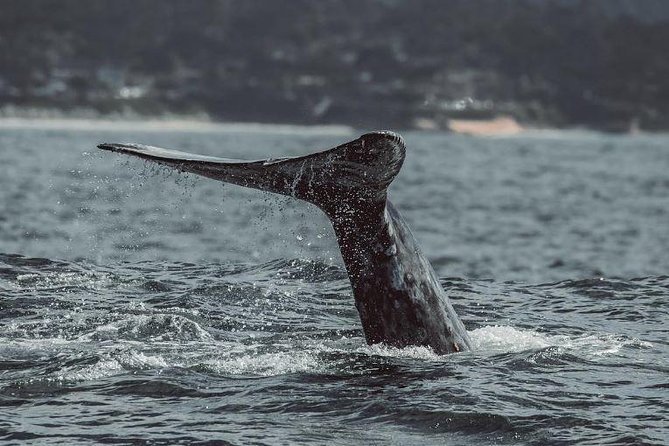 4 Hour Whale Watching Tour From Monterey - Getting to the water: Fisherman’s Wharf and your 9am start
