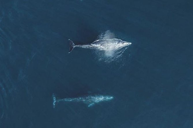 4 Hour Whale Watching Tour From Monterey - Where the action happens: time on the water, plus photo-friendly pauses