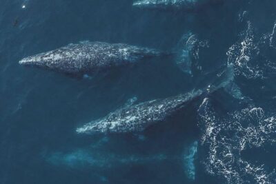 4 Hour Whale Watching Tour From Monterey - What you’re really paying for: 3.5 hours of guided whale-spotting