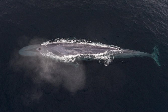 4 Hour Whale Watching Tour From Monterey - Weather, wind, and motion: how to avoid the roughest surprises